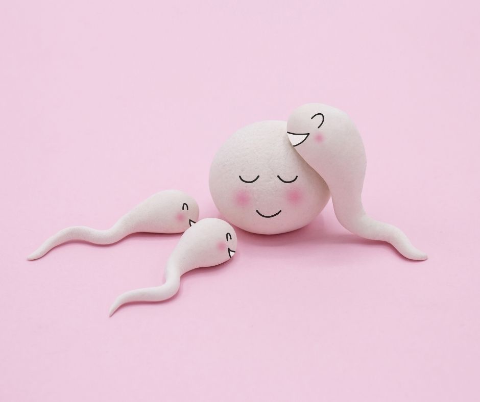 fertilità femminile vs fertilità maschile