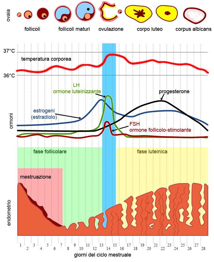 fasi ciclo mestruale